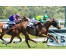  Carrera: P.Corpa  Caballo: The Game Monta: R.Sousa